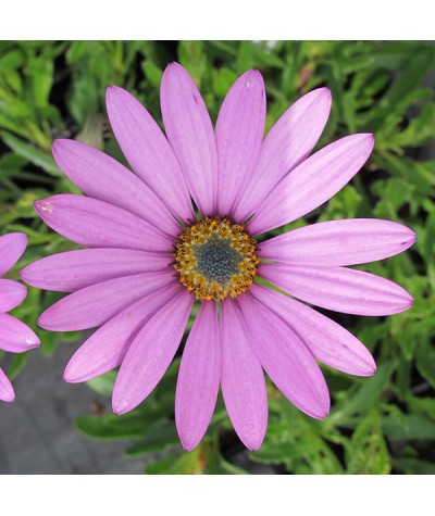 Osteospermum jucundum Compactum (1lt)