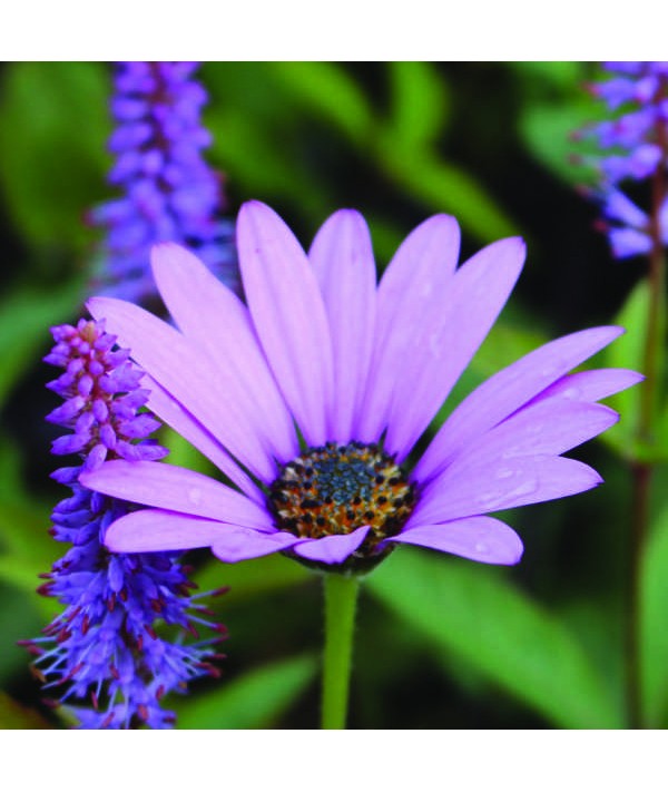 Osteospermum jucundum Compactum (1lt)