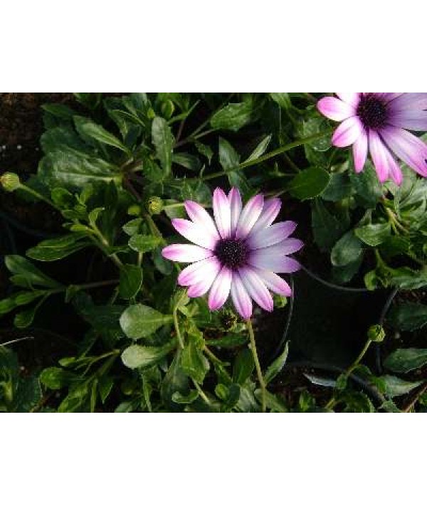 Osteospermum Lady Leitrim (1lt)