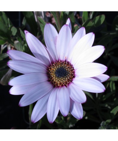 Osteospermum Lady Leitrim (1lt)