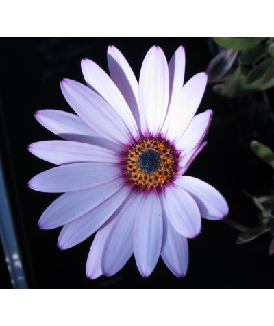 Osteospermum Lady Leitrim (1lt)