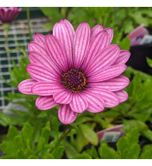 Osteospermum Sennen Sunrise (3lt) Osteospermum Sennen Sunrise (3lt)
