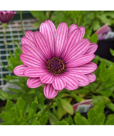 Osteospermum Sennen Sunrise (1lt)