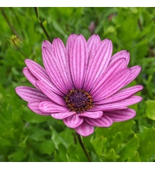 Osteospermum Sennen Sunrise (3lt)