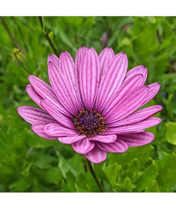 Osteospermum Sennen Sunrise (1lt)