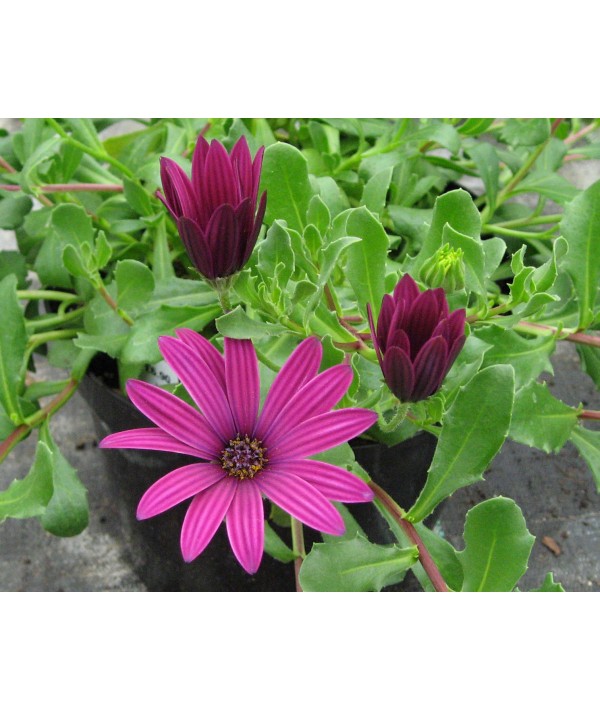 Osteospermum Nairobi Purple (1lt)