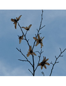 Ostrya carpinifolia (13.5lt) Ostrya carpinifolia (13.5lt)