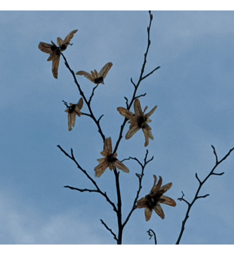 Ostrya carpinifolia (13.5lt) Ostrya carpinifolia (13.5lt)
