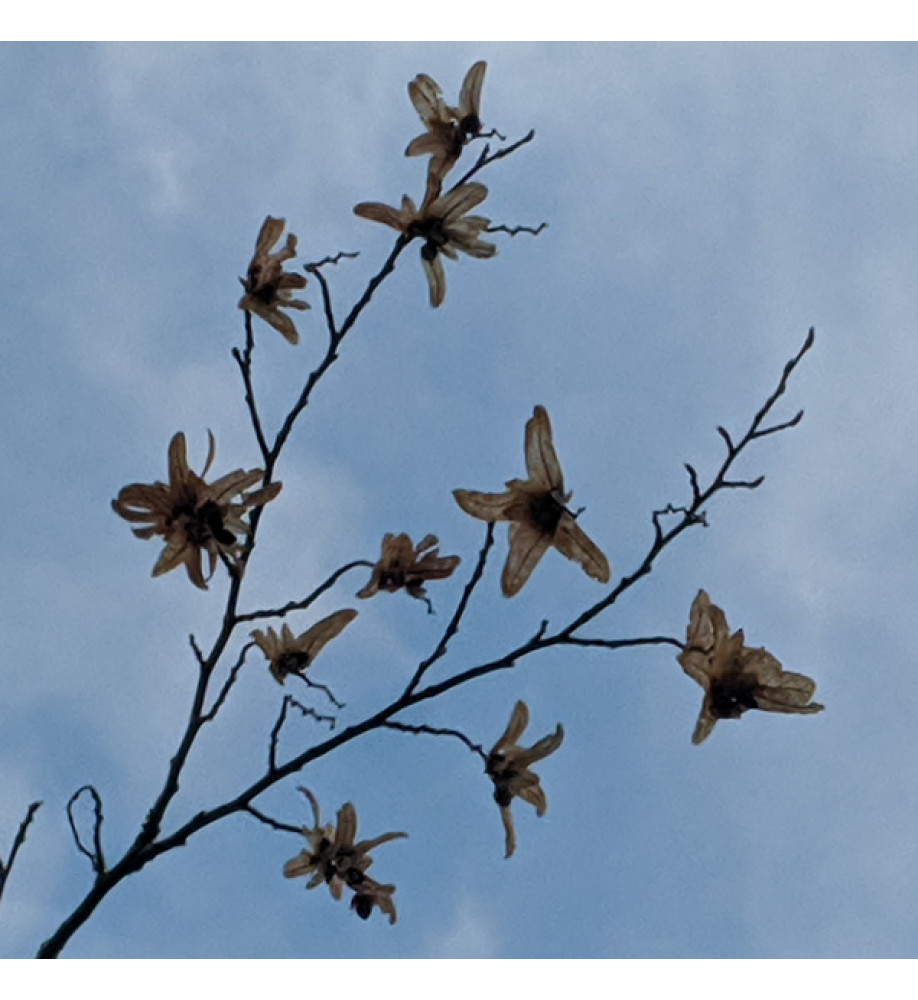 Ostrya carpinifolia (13.5lt) Ostrya carpinifolia (13.5lt)