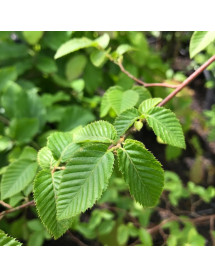 Ostrya carpinifolia (13.5lt)
