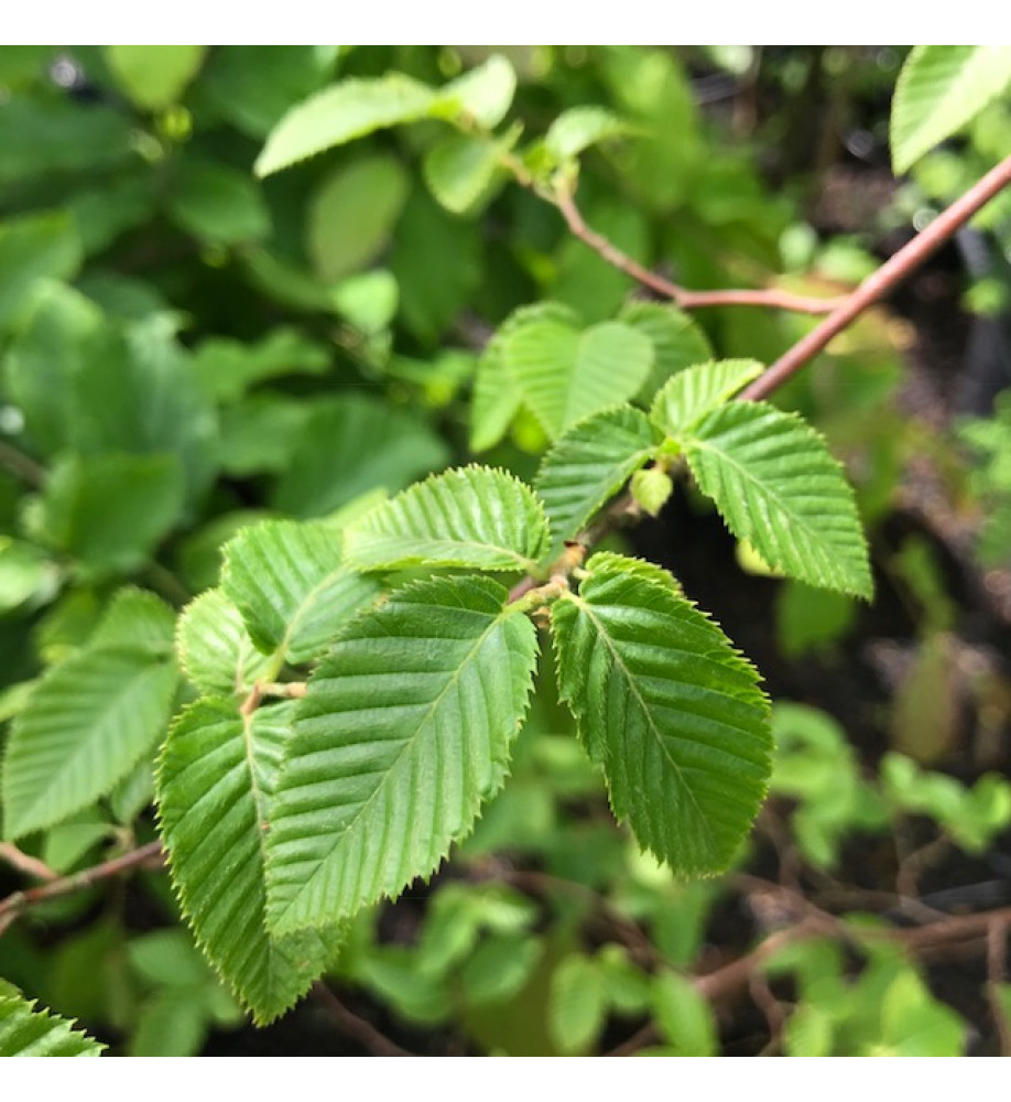 Ostrya carpinifolia (13.5lt) Ostrya carpinifolia (13.5lt)