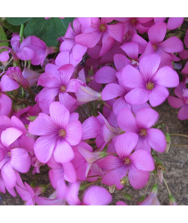 Oxalis articulata (1lt)