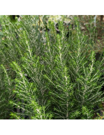 Ozothamnus rosmarinifolius (3lt) Ozothamnus rosmarinifolius (3lt)