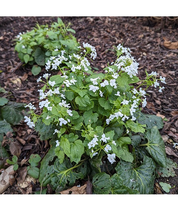 Pachyphragma macrophyllum (1.5lt)