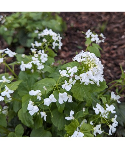 Pachyphragma macrophyllum (1.5lt)