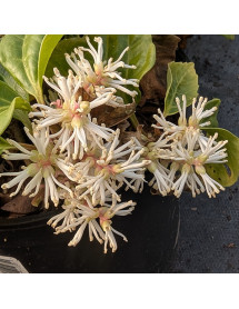 Pachysandra axillaris Great Cover (2lt)