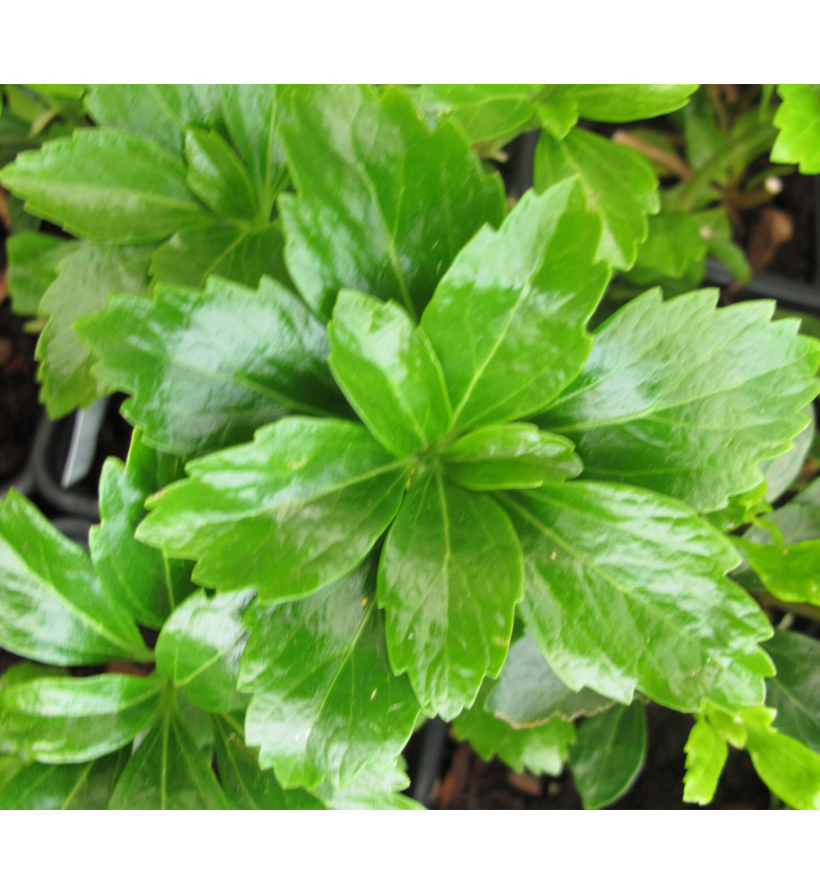 Pachysandra terminalis Green Sheen (1lt)