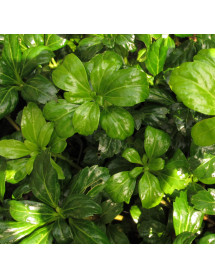 Pachysandra terminalis Green Sheen (2lt)