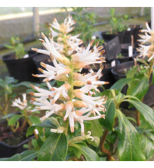 Pachysandra terminalis Green Sheen (1lt)