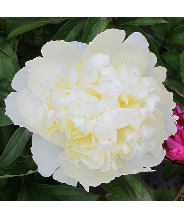 Paeonia lactiflora Laura Dessert (3lt) Paeonia lactiflora Laura Dessert (3lt)