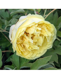Paeonia × lemoinei Alice Harding (S) (10lt)