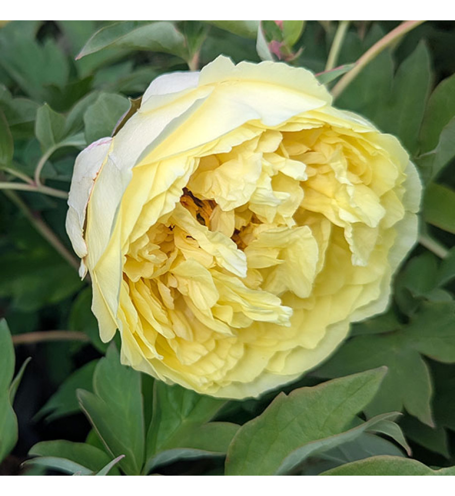 Paeonia × lemoinei Alice Harding (S) (10lt)