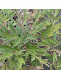 Paeonia Angelet (S) (10lt)
