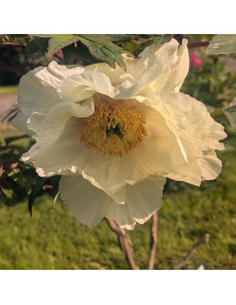 Paeonia Artemis (S) (10lt)