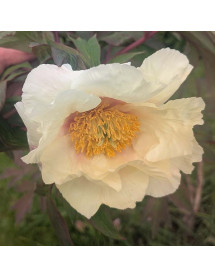 Paeonia Artemis (S) (10lt) Paeonia Artemis (S) (10lt)