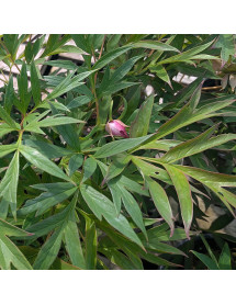 Paeonia Banquet (S) (7lt)