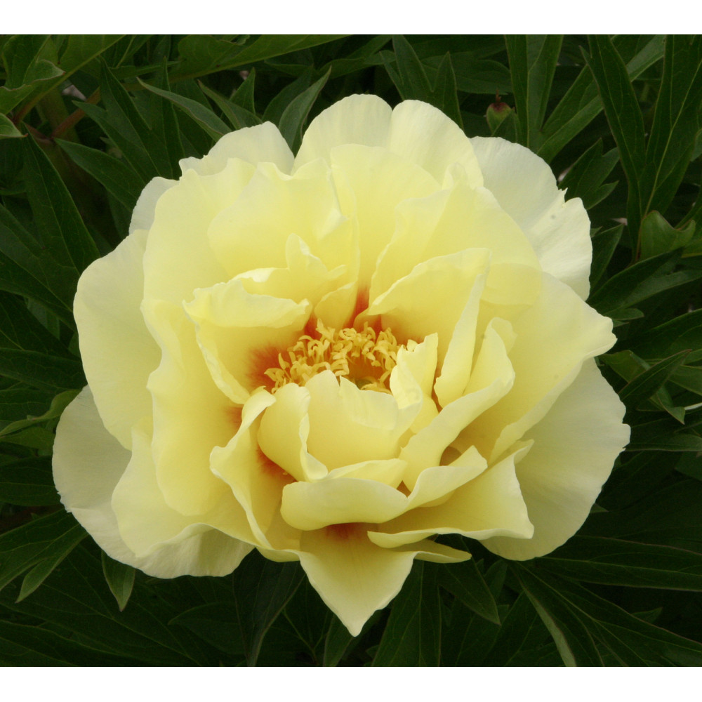 Paeonia Bartzella (3lt)