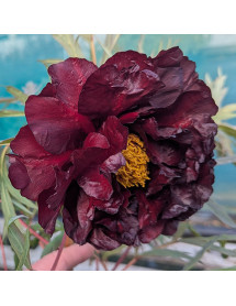 Paeonia Black Panther (S) (10lt)