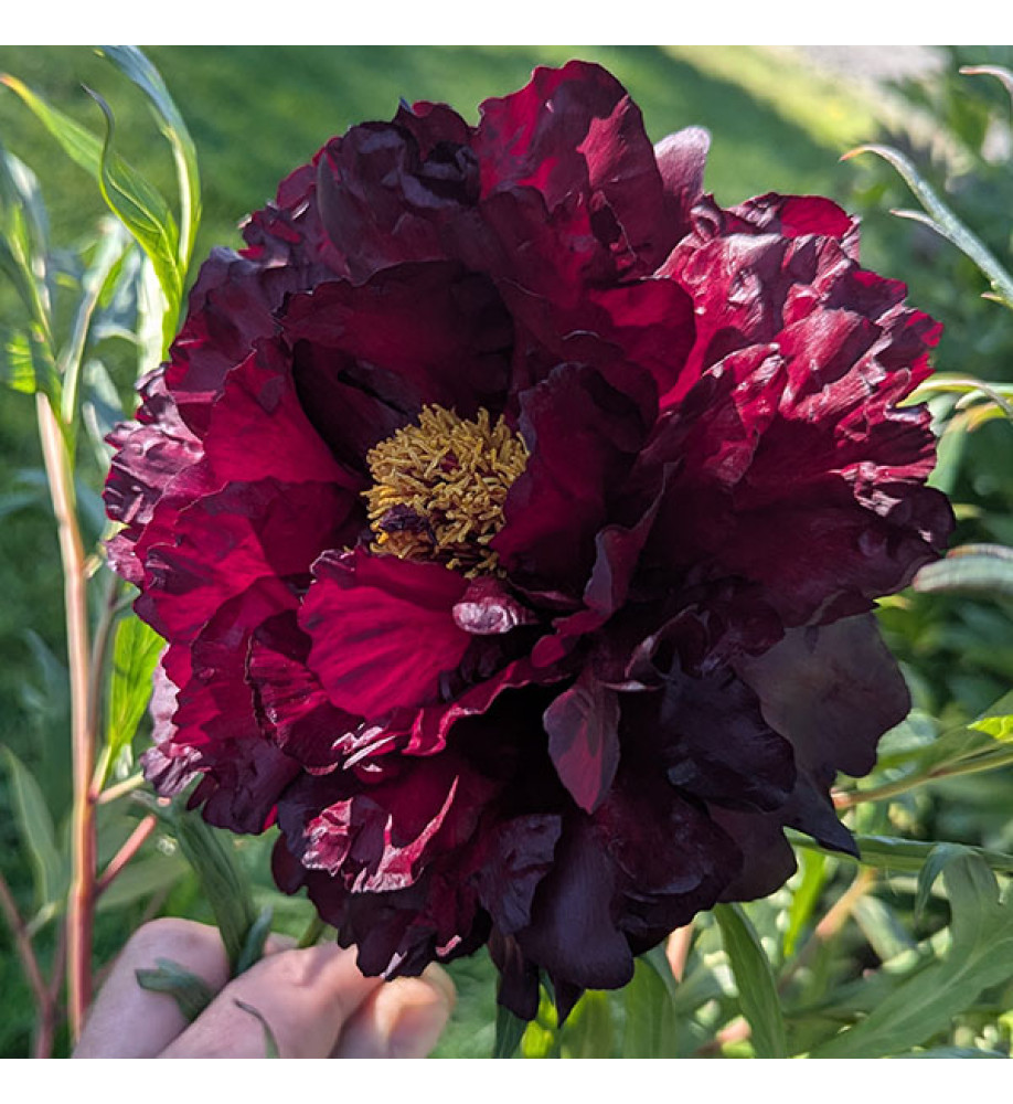 Paeonia Black Panther (S) (10lt)