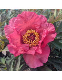 Paeonia Calliope (S) (10lt)