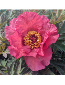 Paeonia Calliope (S) (10lt)