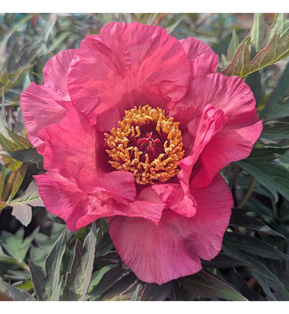 Paeonia Calliope (S) (10lt)