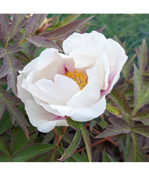 Paeonia lutea Center Stage (20lt)