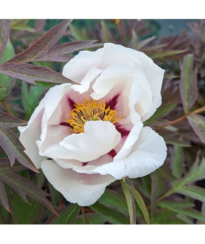 Paeonia lutea Center Stage (20lt)