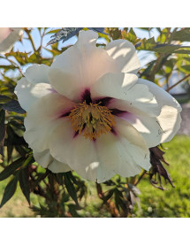 Paeonia lutea Center Stage (15lt)