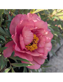 Paeonia Clementine Delight (S) (7lt)