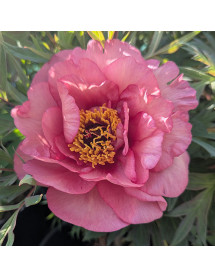 Paeonia Clementine Delight (S) (7lt)