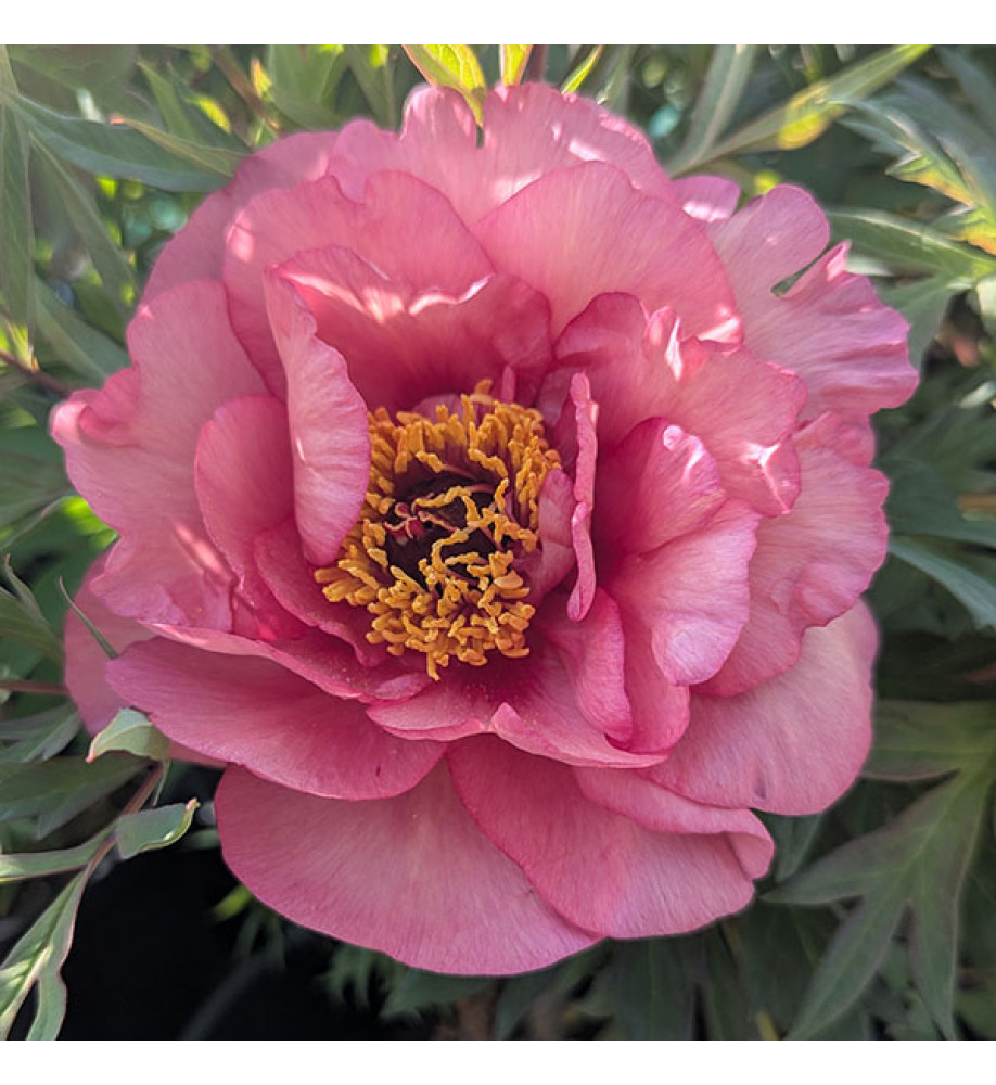 Paeonia Clementine Delight (S) (7lt)
