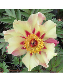 Paeonia Court Jester (20lt)