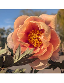 Paeonia Desdemona (S) (7lt)