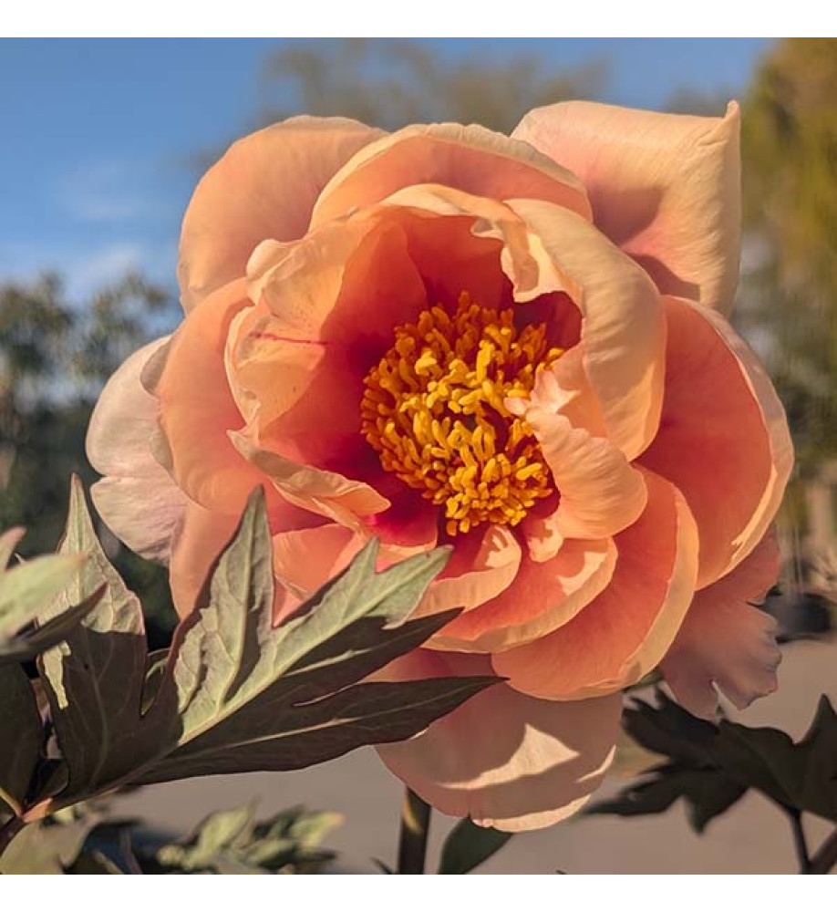Paeonia Desdemona (S) (7lt)