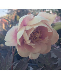 Paeonia Desdemona (S) (7lt)