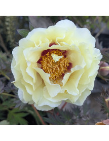 Paeonia Diana's Gold (S) (10lt)