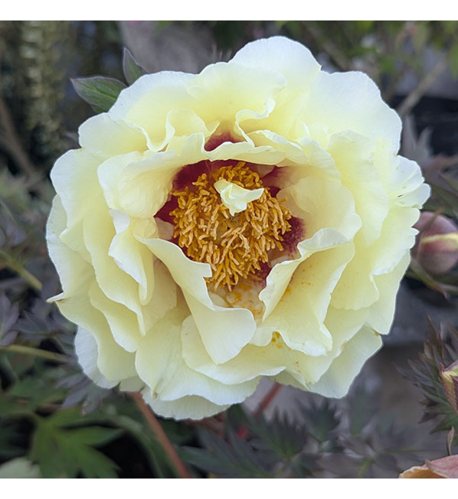 Paeonia Diana's Gold (S) (10lt)