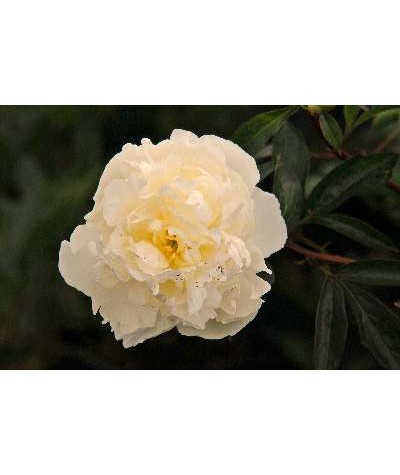 Paeonia lactiflora Duchesse de Nemours (4lt)