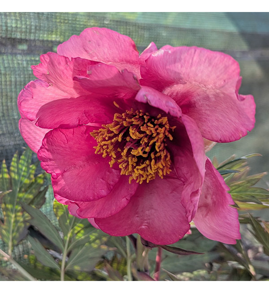 Paeonia Florida (S) (7lt)